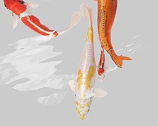 《命运2》正考虑添加类似《光环》8v8大型团队战模式